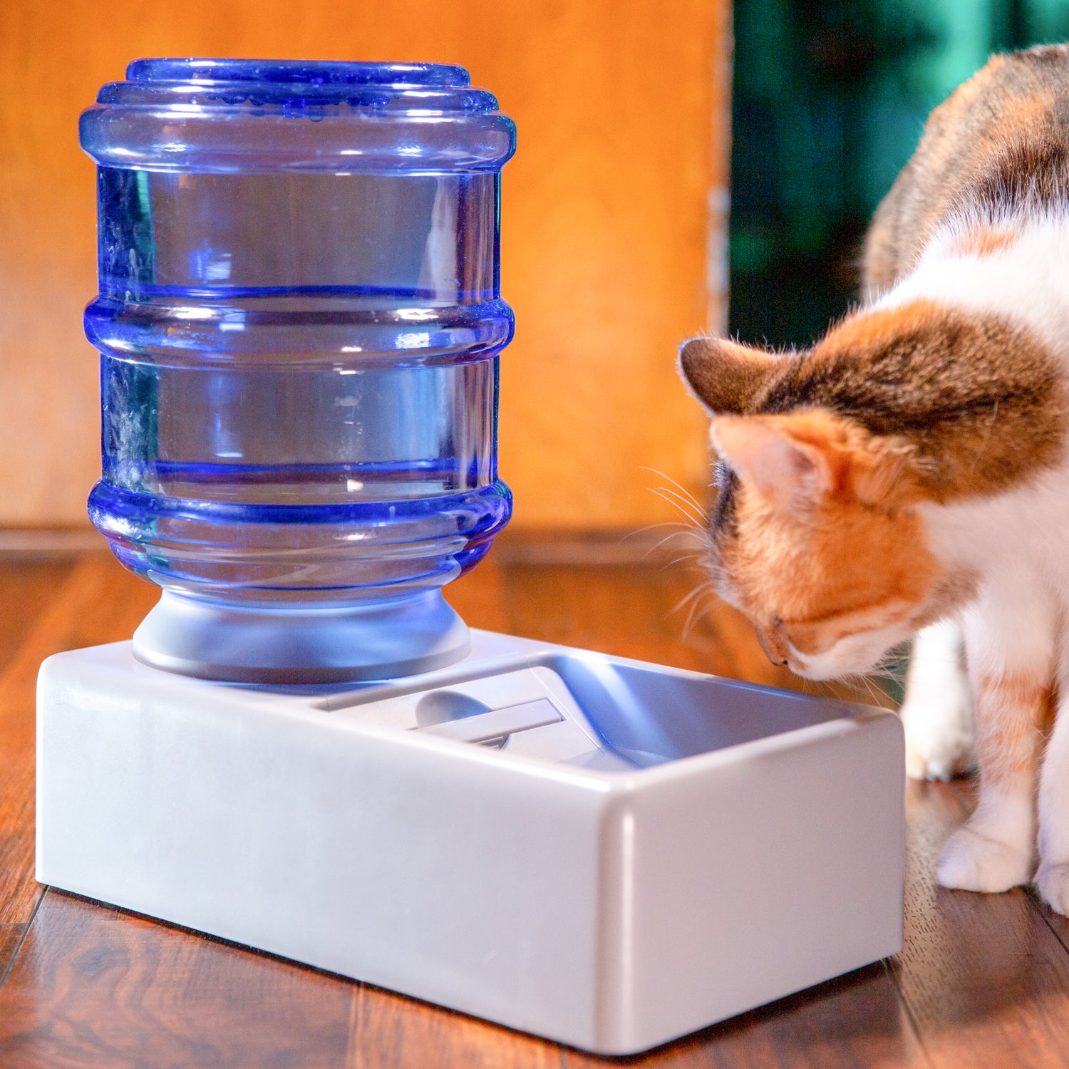 Abby Bowl™ | Antioxidant Pet Water Bowl